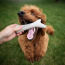 Jelení parůžek žvýkací hračka pro psy PES