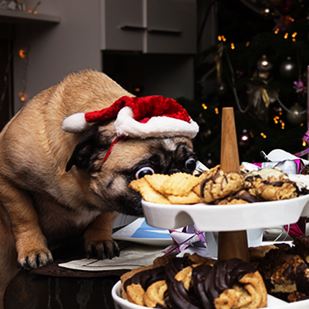Vánoce a psí jídelníček