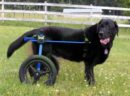 Invalidní vozík K-9 Cart vel. L pro psy 30-50kg