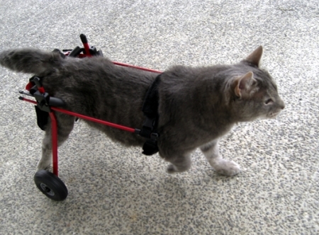 Invalidní vozík K-9 Cart vel.    XS pro psy a kočky 1-5kg