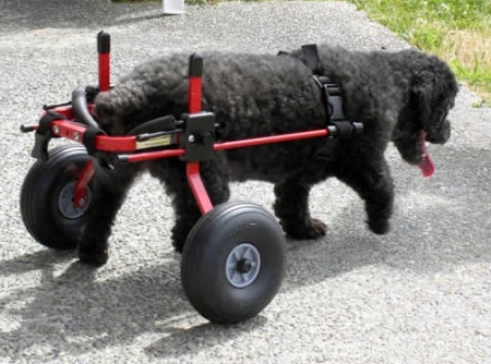 Invalidní vozík K-9 Cart vel.    XS pro psy a kočky 1-5kg
