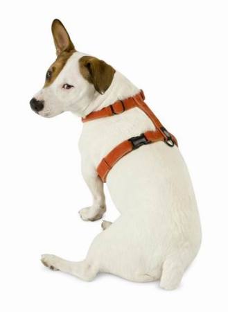 Konopný postroj s fleecem Planet Dog Hemp/Fleece Orange Large - oranž 61-100cm