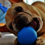Orbee-Tuff® BALL Squeak pískací 8cm modrý2