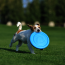 pitchdog disk modrý4