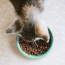 YORA Cat Kitten kočka s granulemi v misce