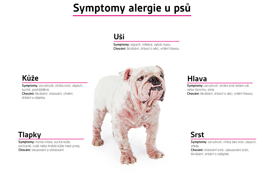 Symptomy alergie u psů