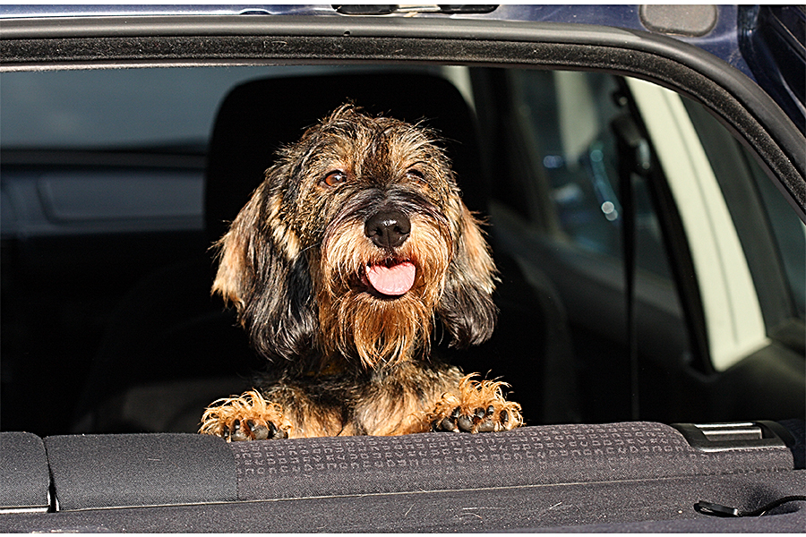 Nechávejte psa v autě ani na pár minut, prostě NIKDY!!!