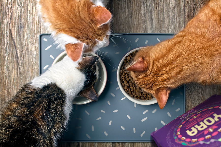 Kočky, které jedí granule YORA pro kočky